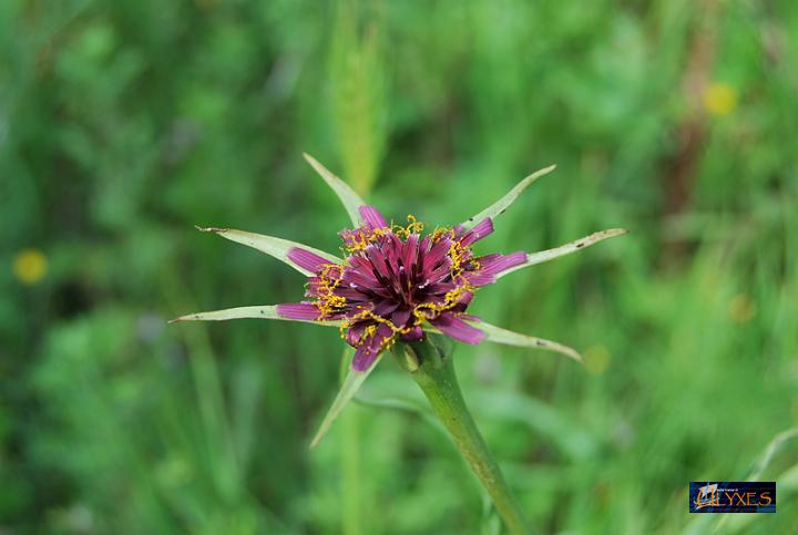 barba di becco violetta.JPG